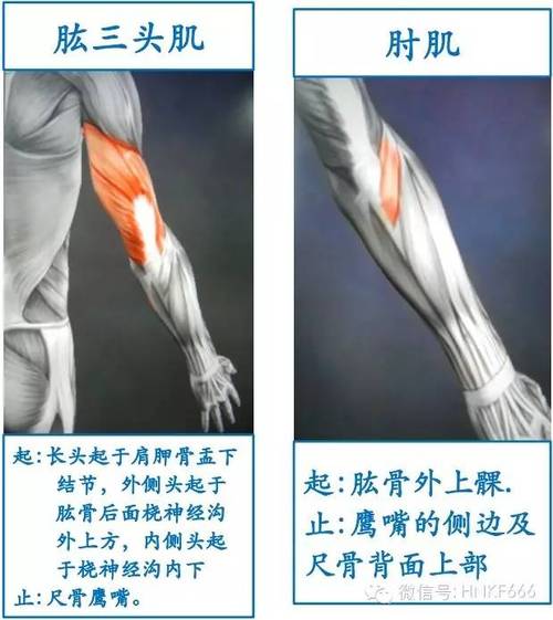 精美3d骨骼肌解剖图谱