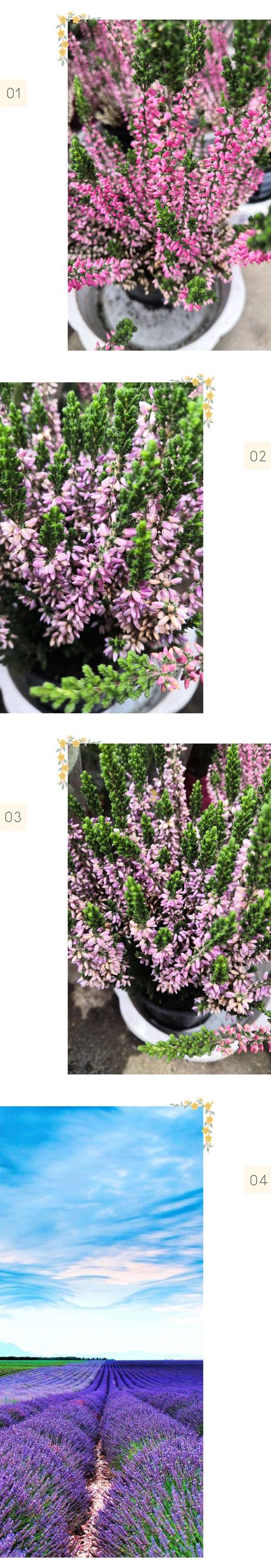 美丽孤独的欧石楠