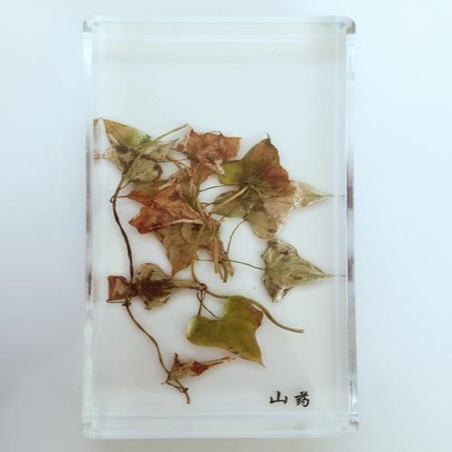 创意树脂工艺品厂家直销标本教学琥珀工艺品山药外形植物标本