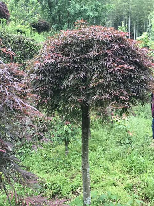 羽毛树苗枫树庭院植物盆栽红枫青红红羽毛枫苗行道树