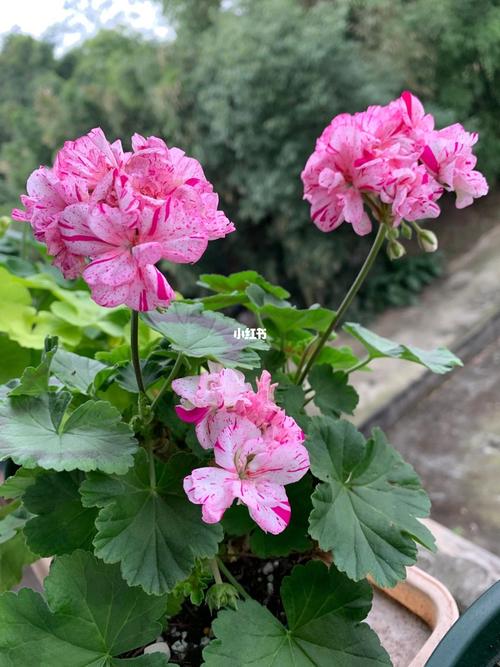 天竺葵——迪龙_天竺葵_简陋田野自由行热门攻略_养花