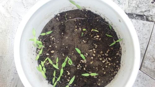 小番茄苗都蔫了,为什么啊?