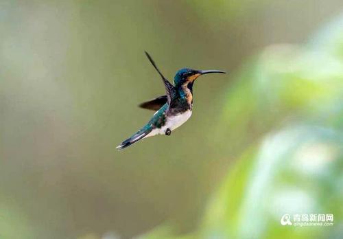 【看世界】你见过蜂鸟吗?世界最小仅重2克