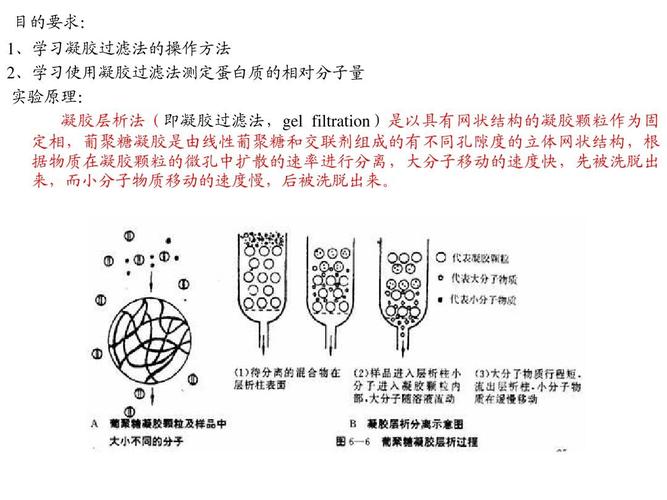 葡聚糖凝胶测蛋白质分子量ppt