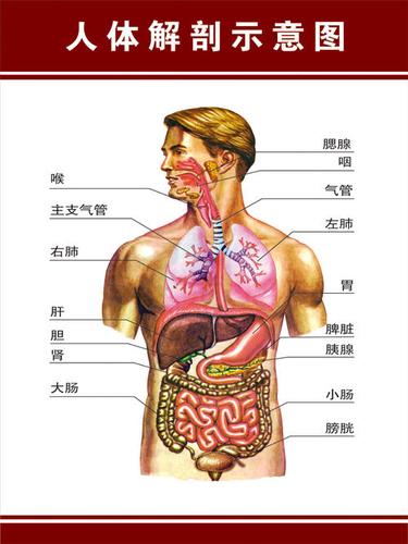 简笔画人体解剖图