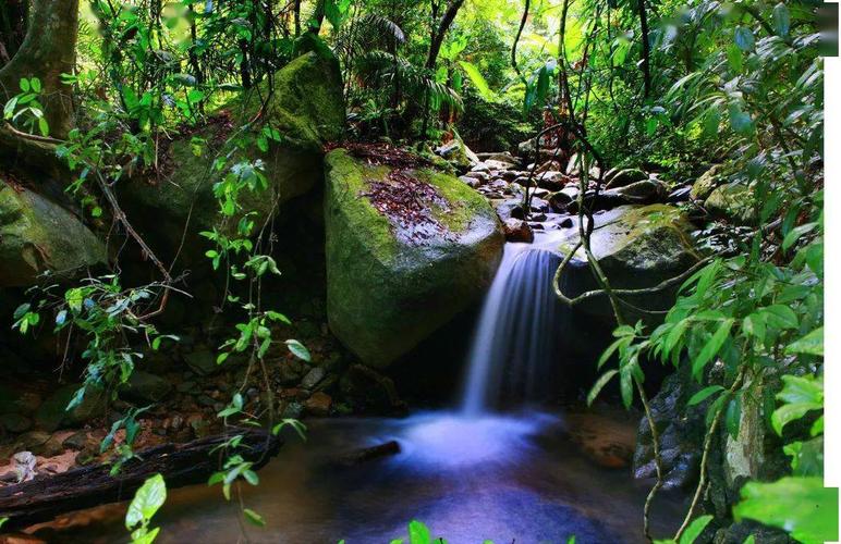 走进国家公园丨霸王岭秘境听猿声