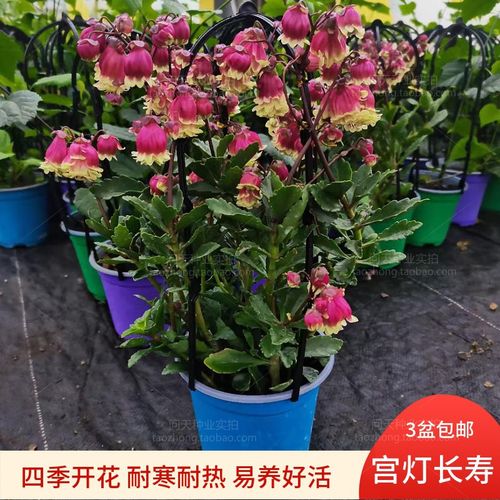 盆栽植物室内开花不断_重瓣宫灯长寿花新品室内盆栽花卉花苗四季开花