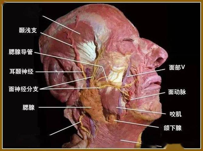 颜面整形要熟知面神经及其分支