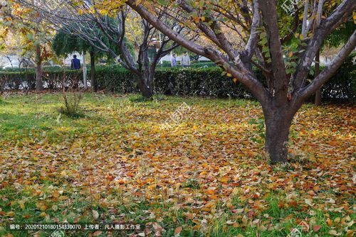 [正版商业]深秋落叶