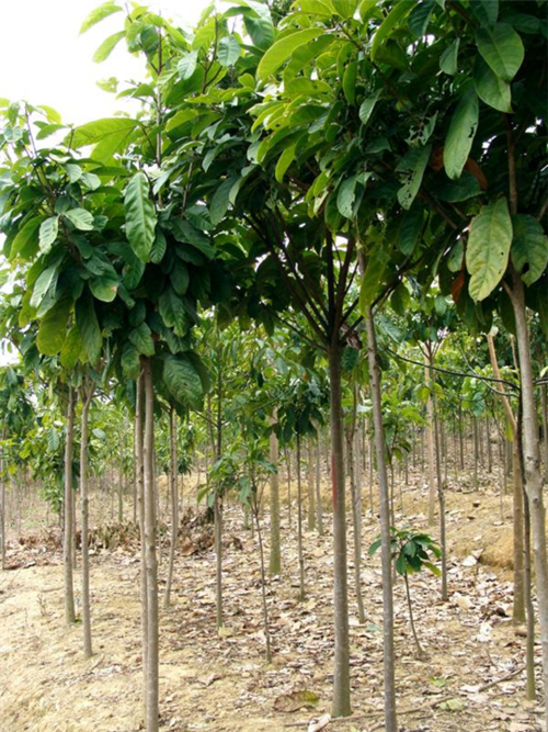 掌叶苹婆|广西掌叶苹婆—掌叶苹婆|广西掌叶苹婆