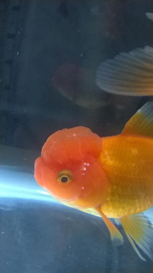 今天买的金鱼发现头上有小白点,是白点病吗?如图