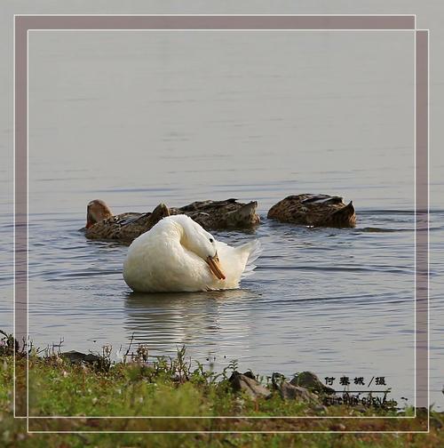 原创首发珍稀的白色野鸭
