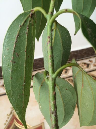 平安树叶片有黏液,还有黑色的东西,是什么病?