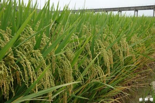 威优6号水稻品种好不好?-农村信息网