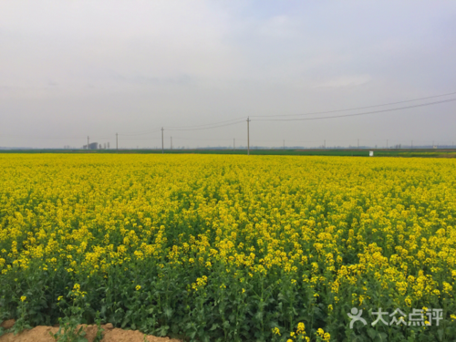 封丘首届万亩油菜花旅游节图片 - 第12张