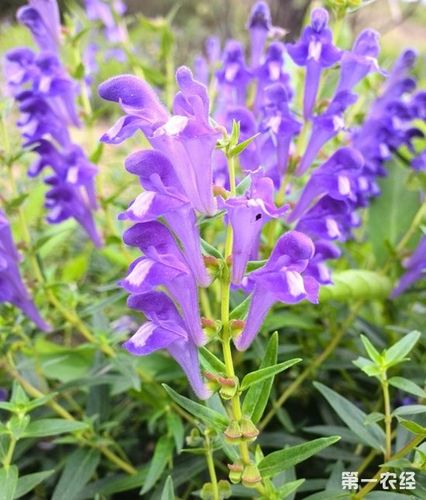 黄芩的根茎可入药拿来泡茶有什么功效