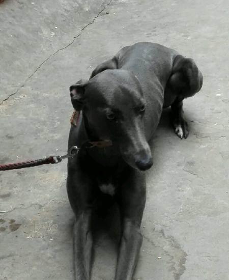 灰色格力犬,母犬急转