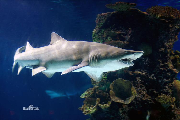 沙虎鲨(学名:carchariastaurus),又名锥齿鲨,戟齿砂鲛或戟齿锥齿鲨