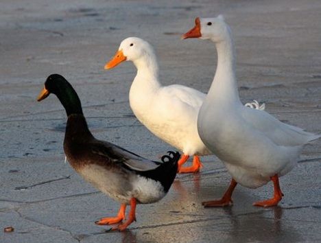 鸭子和鹅有什么区别?