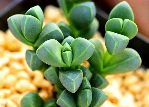 4月发文:多肉鹿角海棠越冬技巧,牢记"3个不要",叶子