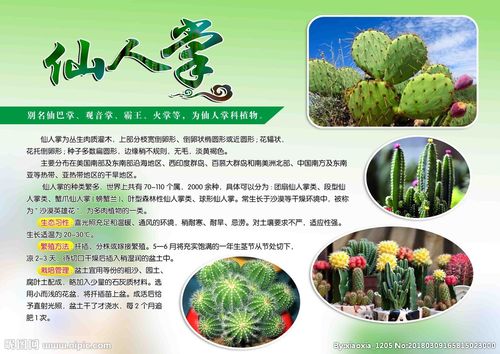 植物简介仙人掌分层图片