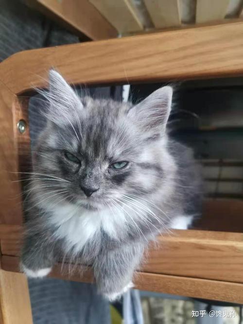 重点手套布偶公猫和虎斑美短母猫配种的宝宝会好看吗