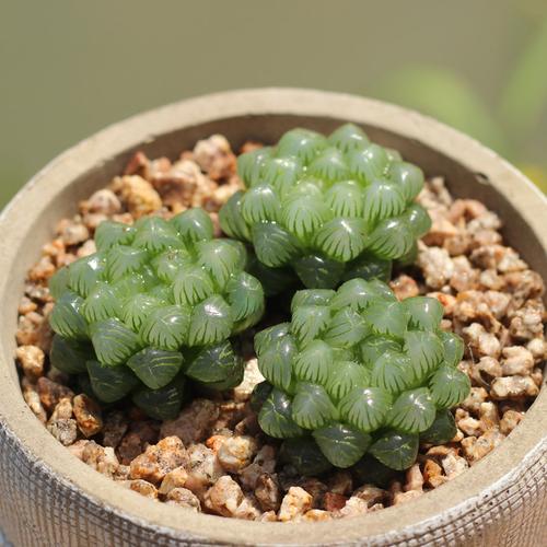 多肉植物盆栽 办公室 肉肉 龙舌兰科 窗透亮 通透 精养 姬玉露