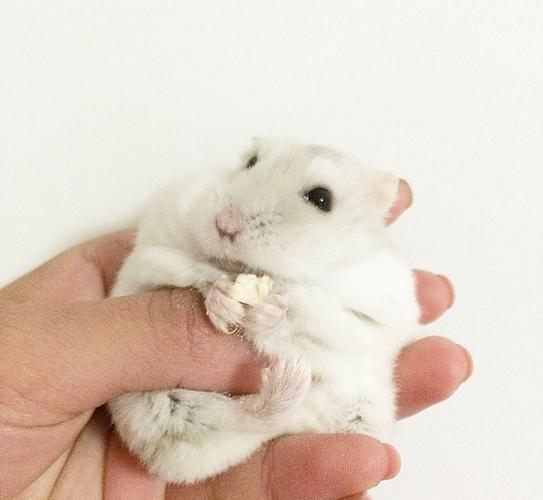 宠物图集奶茶仓鼠