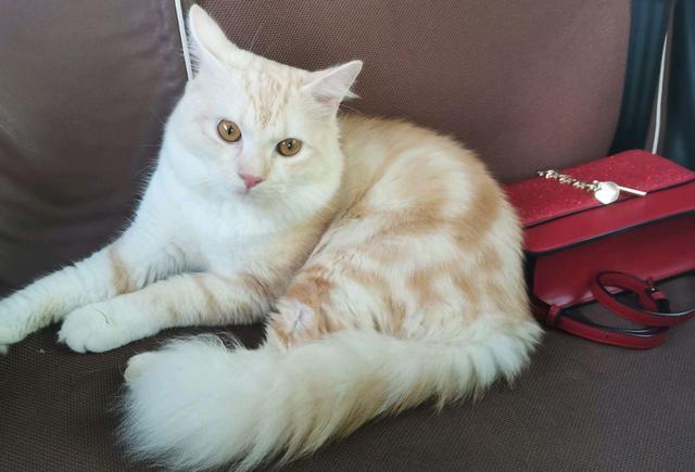 哪位大神知道浅咖啡色的美短猫咪叫做什么啊?