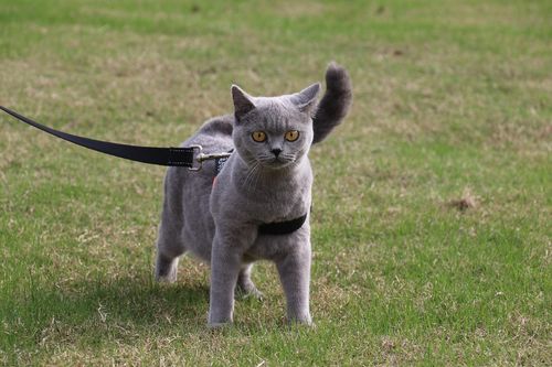 双血统英短蓝猫大体格纯种猫照片