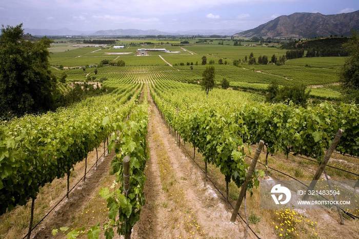chilean wine - vineyards - chile