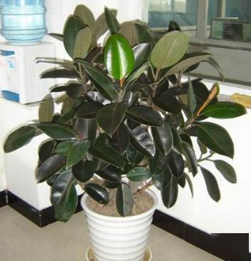 橡皮树修剪,这2个"时间段"最好,呼呼冒侧芽,小苗变大树