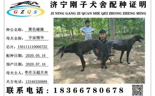 格力犬中英文血统查询