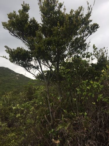 南方山上的树,有点像黑骨茶,但不是黑骨茶,有人知道是什么树吗?