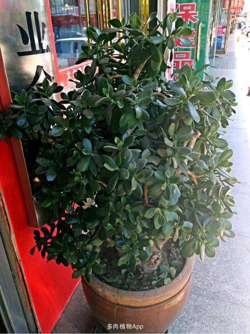 家有鲜肉 家有老肉,20多年的万年青.