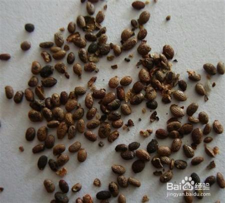 生活/家居 > 生活常识  1 1,从猕猴桃种取出适量的猕猴桃籽.