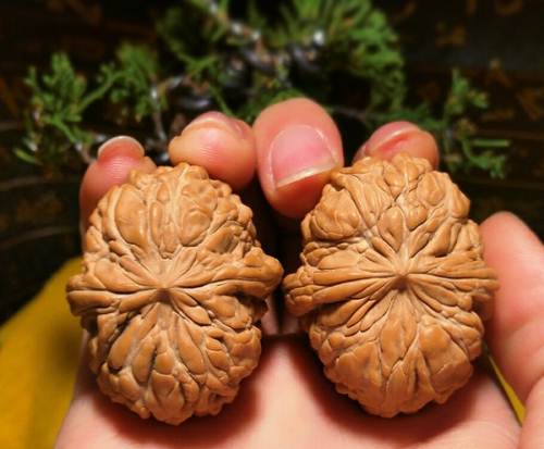 正宗老孙家野生门墩狮子头,非南疆石四座楼白狮子官帽蛤蟆头