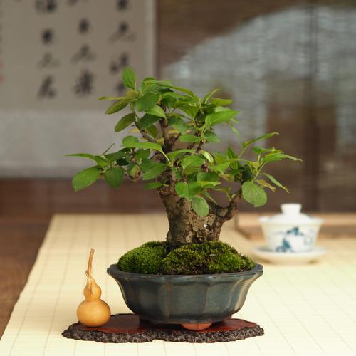 高档深山海观棠果盆办微型植物趣味绿植g室内茶台栽公