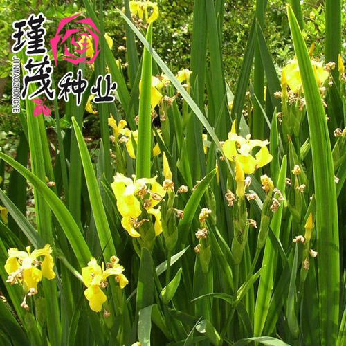 草花种子新采优质菖蒲种子黄花鸢尾黄菖蒲种子水生鸢尾种子包邮