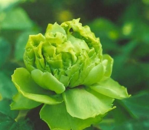 绿牡丹花图片高清素材_绿牡丹花图片大全大图