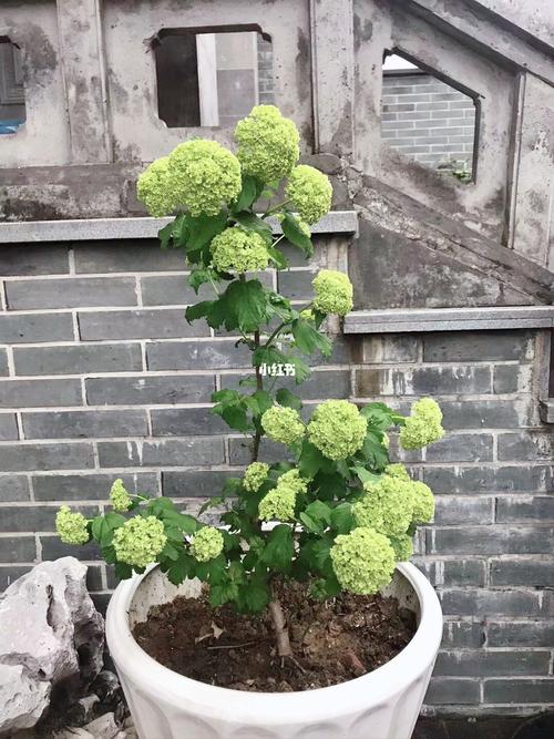 欧洲木绣球玫瑰