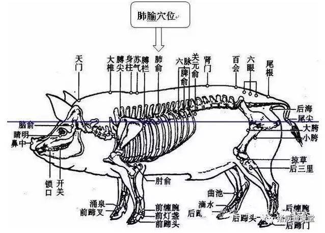 猪身上所有部位注射方法和注意事项,还有比这更全的吗?