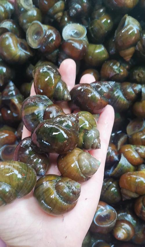 泥螺 湖北清水湖淡水薄壳炮头石螺1.8以上不封顶鲜活到家!包邮!