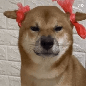 柴犬表情包:哼～本宝生气了