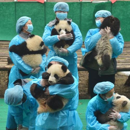 大熊猫福顺