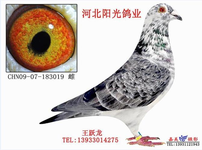 盖比664直系