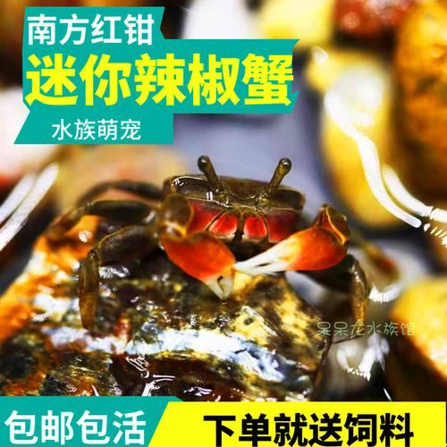 相手蟹辣椒蟹摆摊货蟹观赏蟹蟹淡水螃蟹宠物水族爬宠