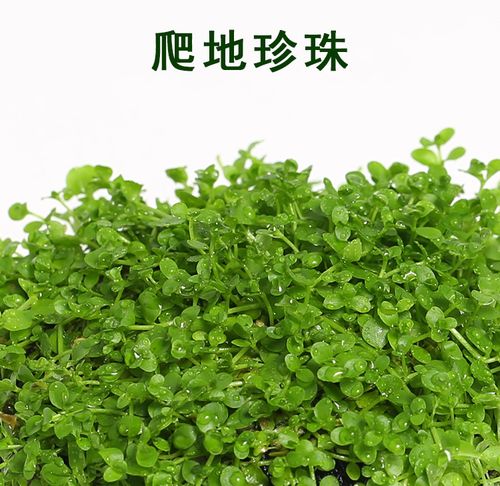 爬地珍珠水草 水族箱鱼缸造景真水草 珍珠草趴地珍珠水草活体2203