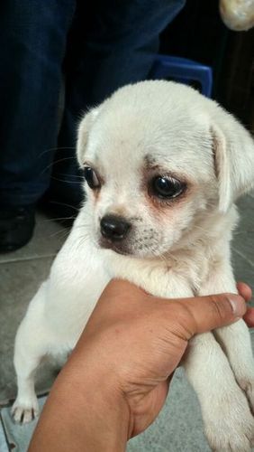 请问这个是蝴蝶犬