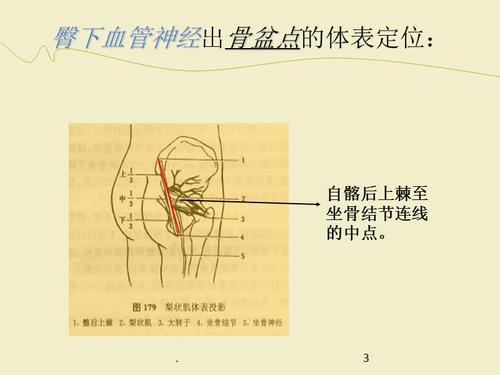 体表定位学之腰臀部ppt课件